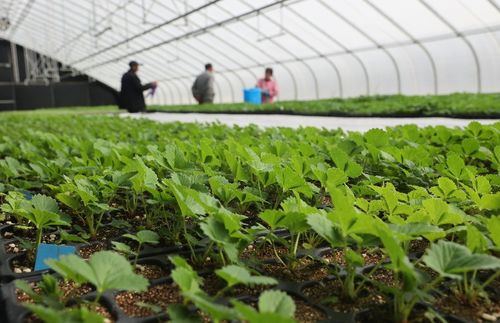 太空出差半年的農作物種子回家了，航天育種有何不同？